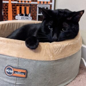 K&H Thermo-Kitty Bed Heated Cat Bed